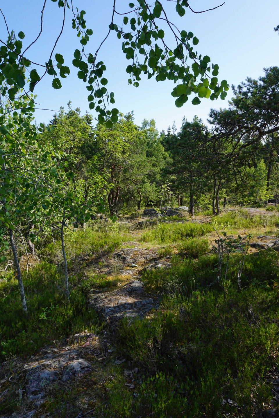 Naturstig som går över stenhäll i skogsmiljö