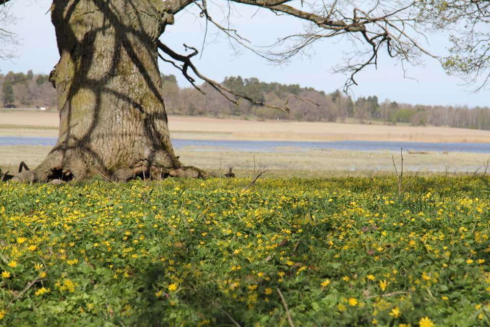 Matta av gula blommor intill en grov ekstam.