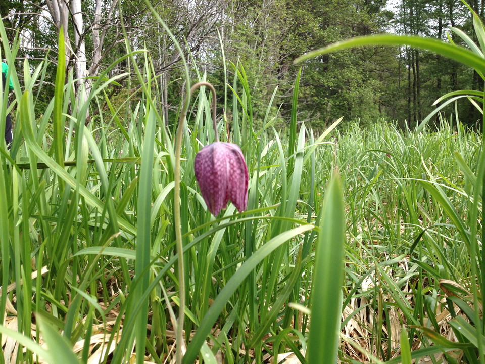 Närbild på en växt med lila- och vitmönstrad klockformad blomma.