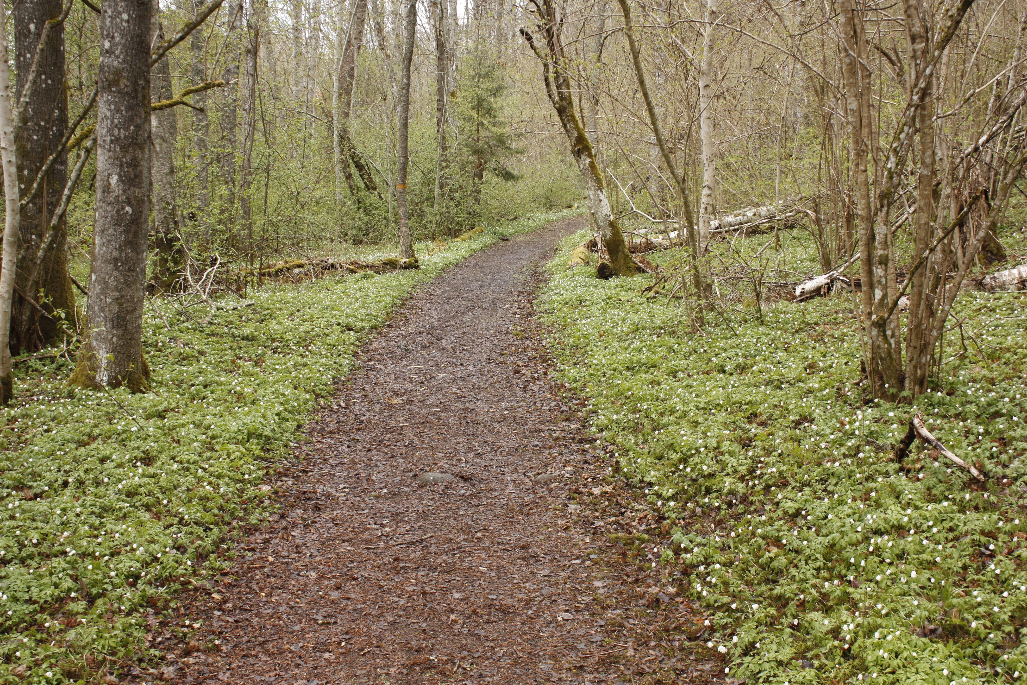 En jämn, bred stig går genom skog. 