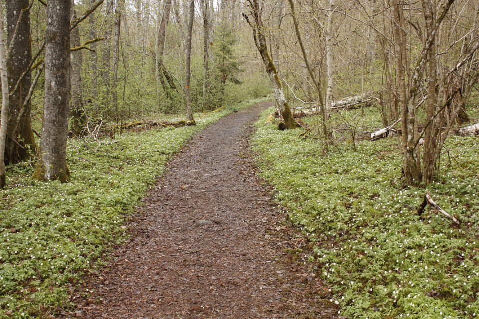 En jämn, bred stig går genom skog. 