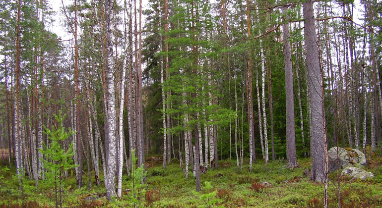 Bild från Länsstyrelsen Dalarana