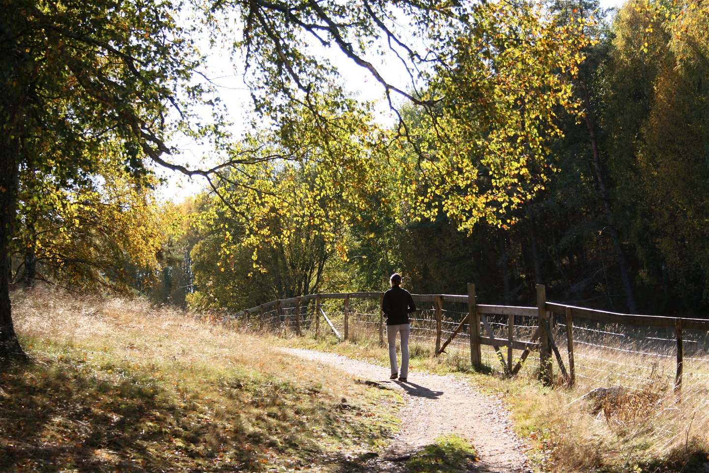 En person promenerar på en stig längs med ett stängsel. Runtom är det lummigt med många träd.