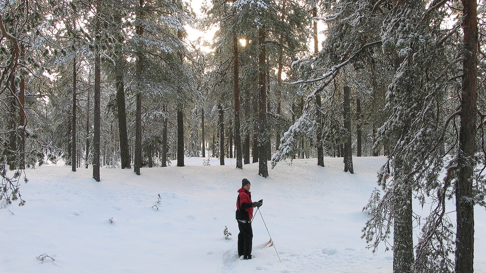 En skidåkare i en snöig barrskog.