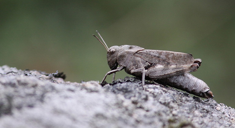 Orange trumgräshoppa.