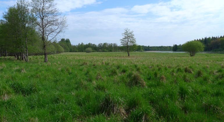 Den gamla betesmarken i Gysinge slåttras om sensomrarna. 
