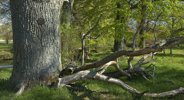 Värnanäs, Naturreservat