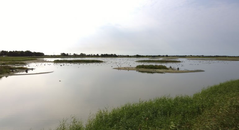 Våtmark
