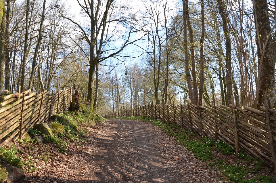 Bred stig/cykelväg mellan gärdsgårdar i bokskogen med vitsippor som kantar.