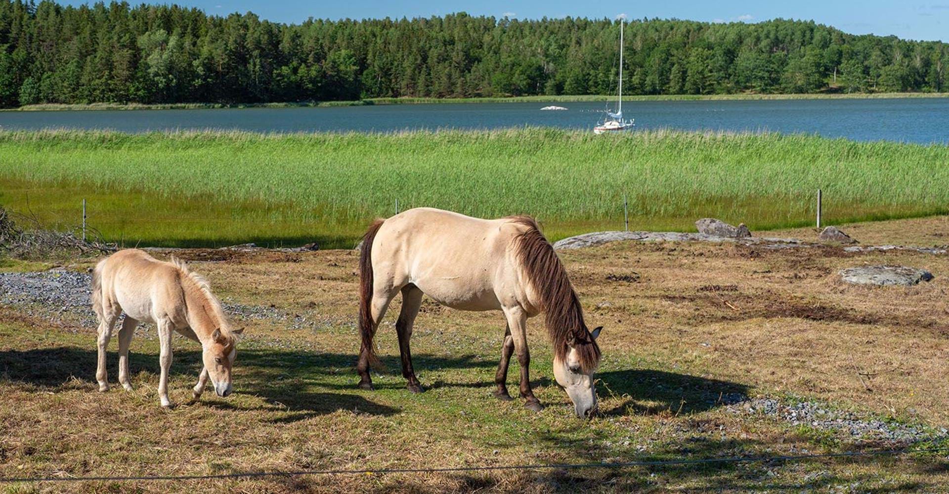Hästhage vid Kattedalsfjärden Etapp: Kattedals rundslinga, Valdemarsvik