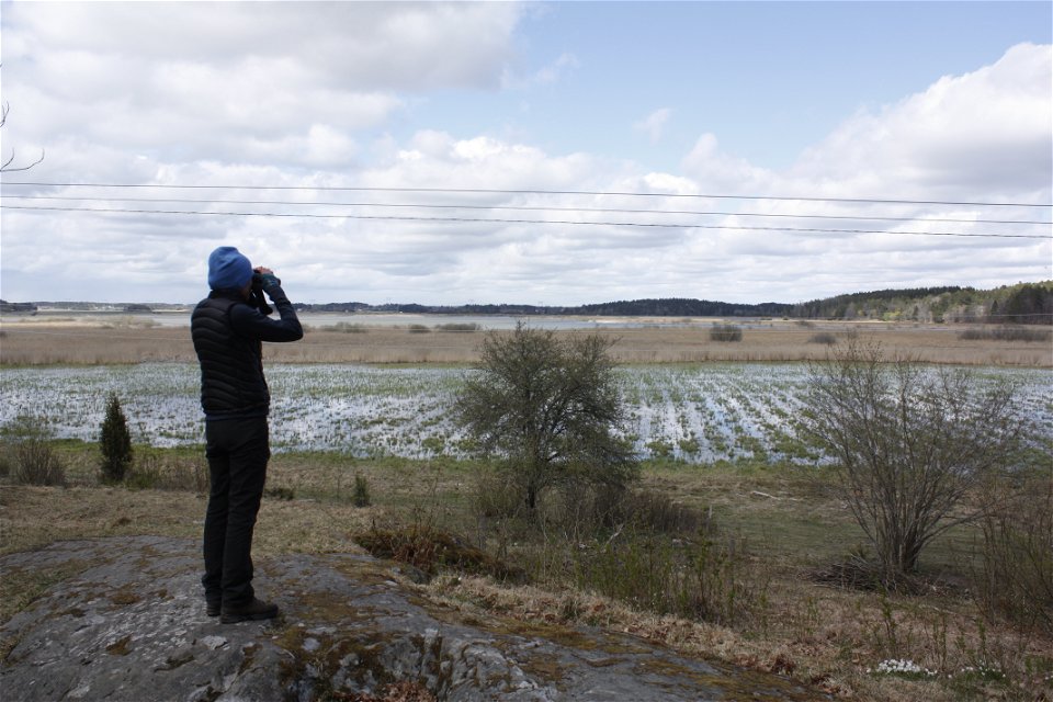 En person står på en stenhäll och tittar i en kikare. Från stenhällen har man utsikt över vass och fågelsjö.