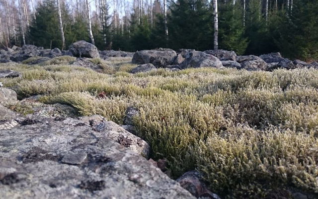 Kinesiska muren i Smisserum