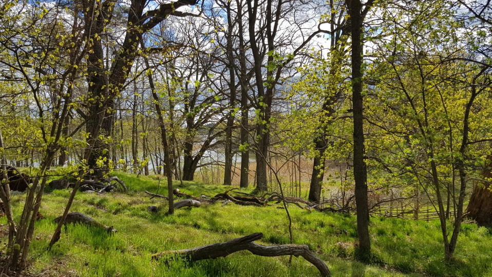 Ekbacken vid Hustegaholm. Foto Lidingö stad
