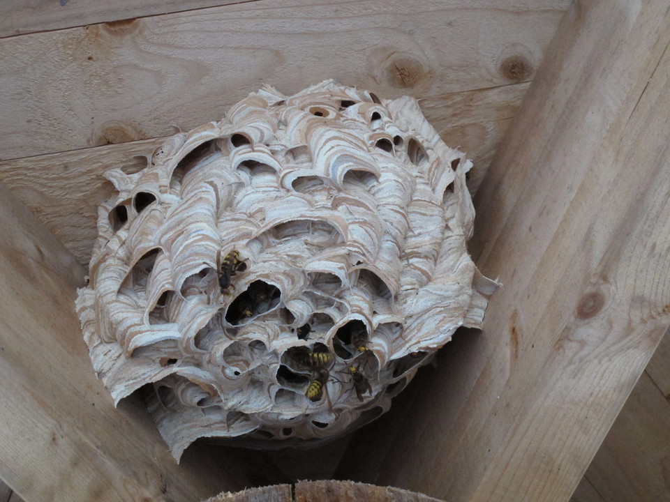 Bostad för pollinatörer