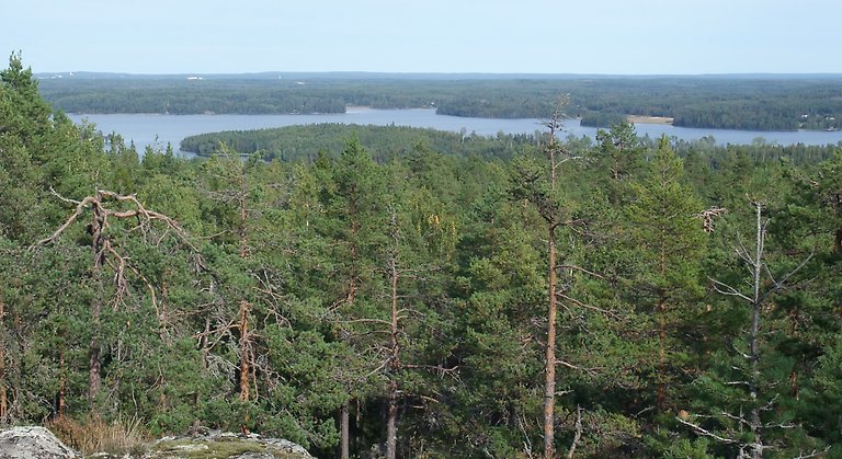 Större delen av skogen på Lingatjärnsberget utgörs av riktigt gammal tallskog och barrblandskog.