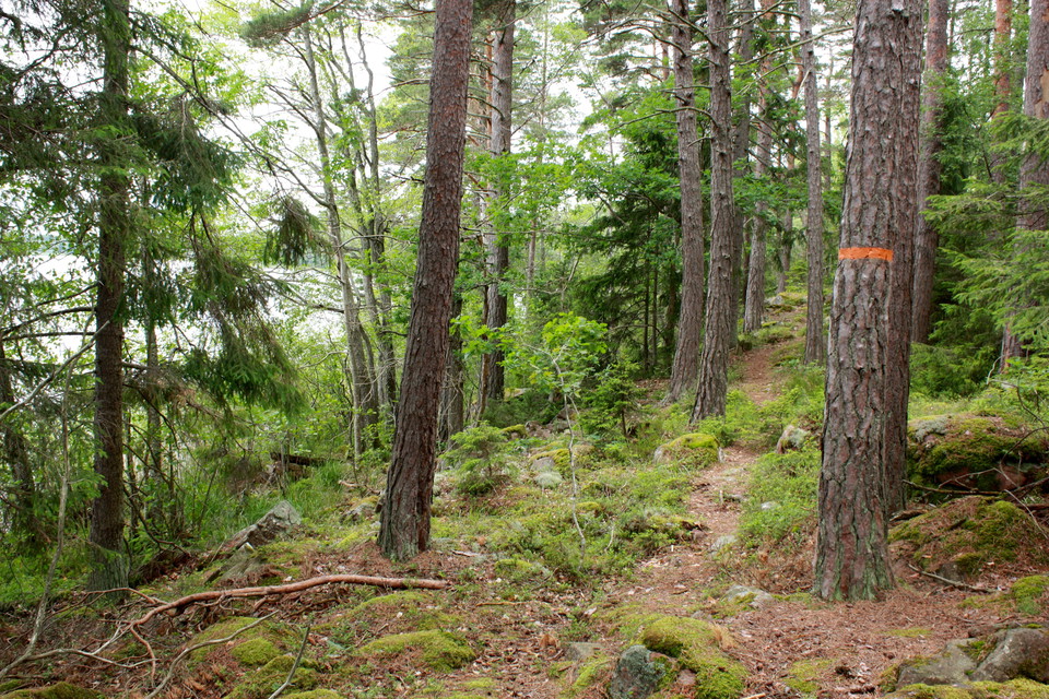 En ojämn och smal stig genom skogen. På ett av trädstammarna finns en orange ledmarkering.