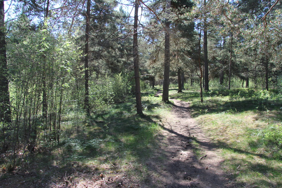 Bred stig i skog.