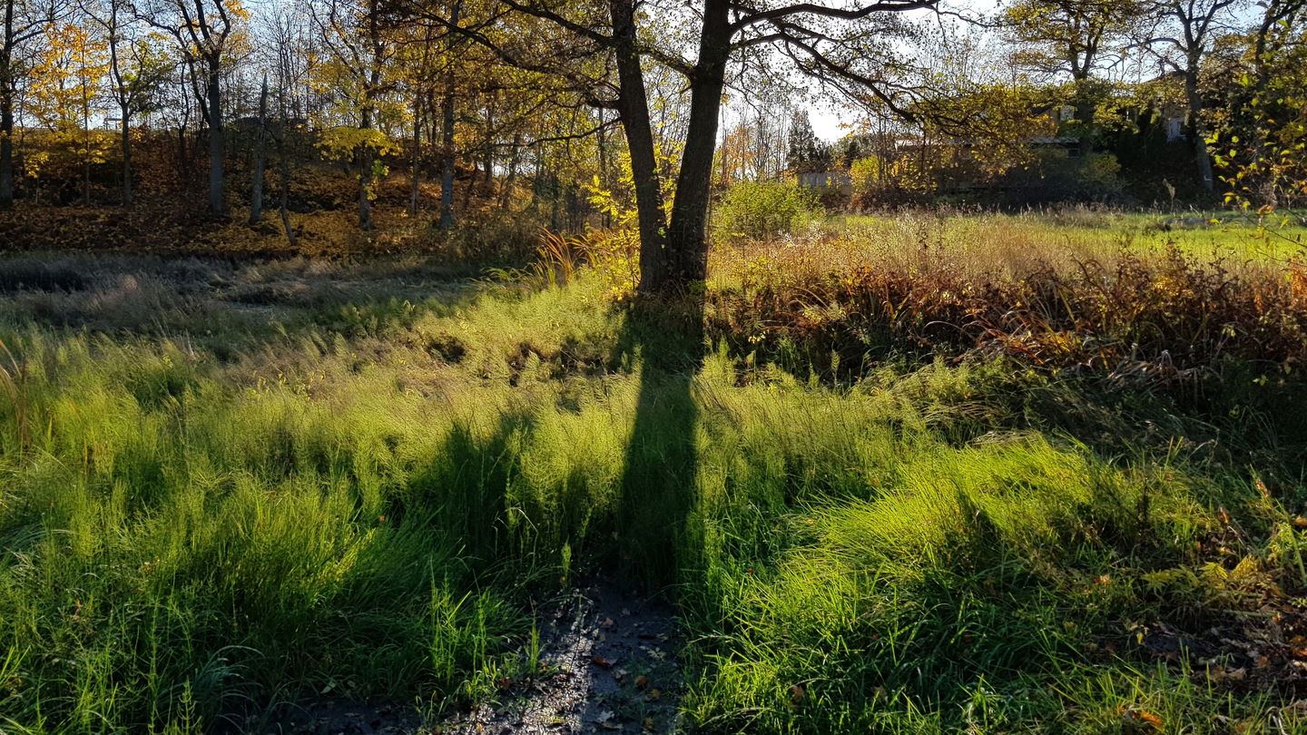 Norra delen av Mölna kvarndamm efter en torr sommar. Foto Lidingö stad