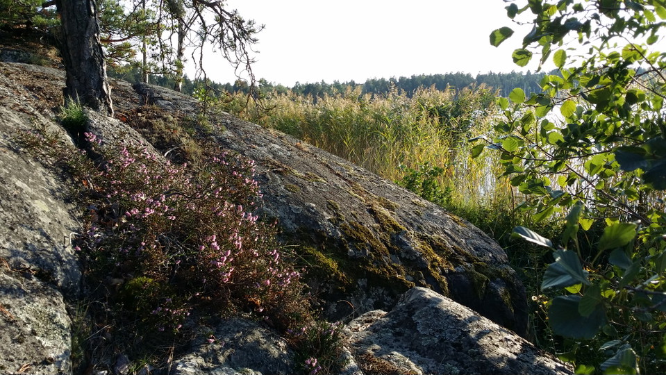 Blommande ljung på strandklippa på västra Södergarn. Foto Lidingö stad