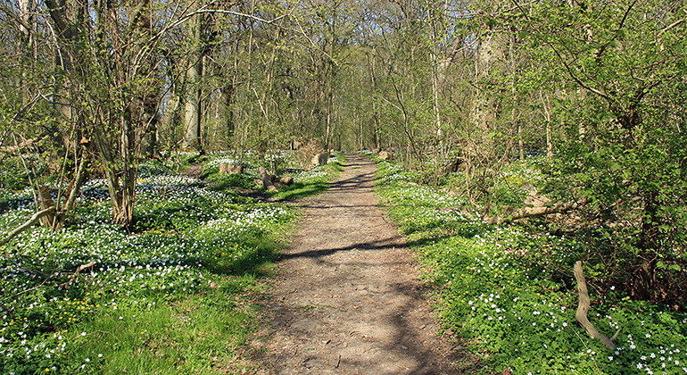 Stig i skogen med blommande vitsippor.