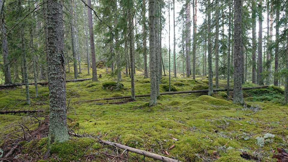 Häståsen-slingan.