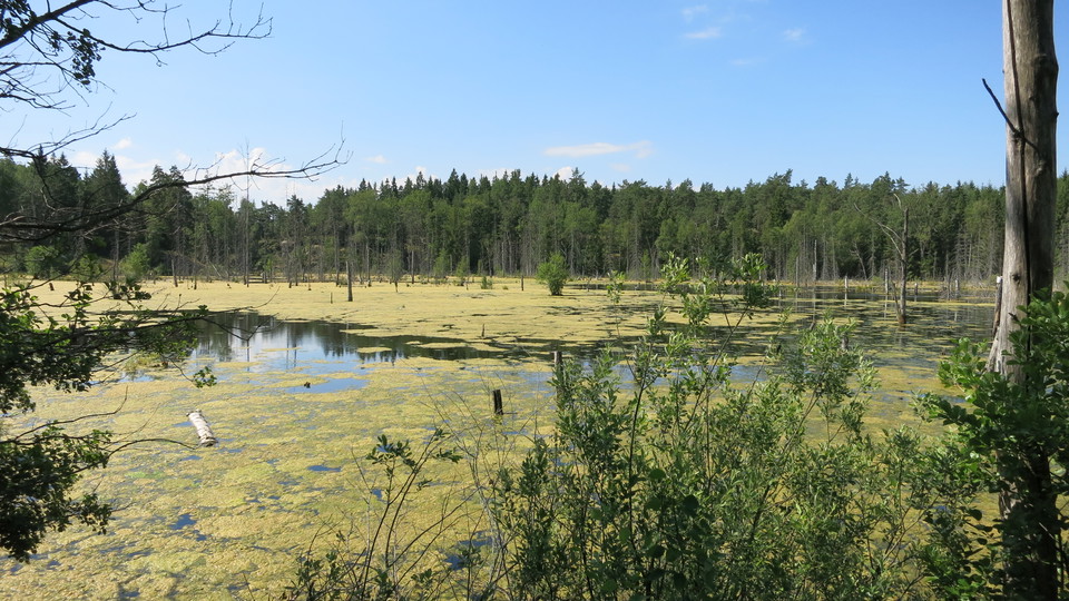 Gröna alger syns på Jordbrodammens vattenyta.
