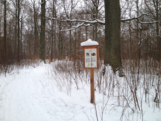 Bella blåmes trädstig på Bondebacka