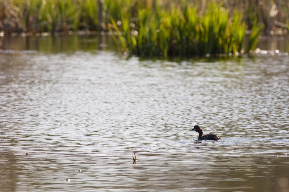 Smådopping i Skogvaktarkärret