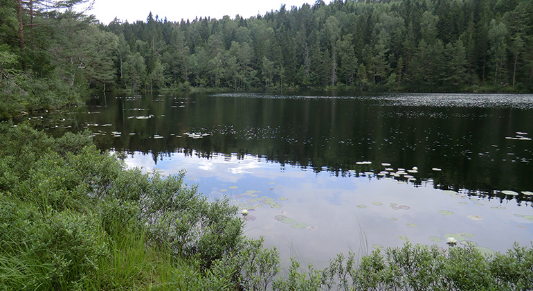 Gillertjärn, Naturreservat