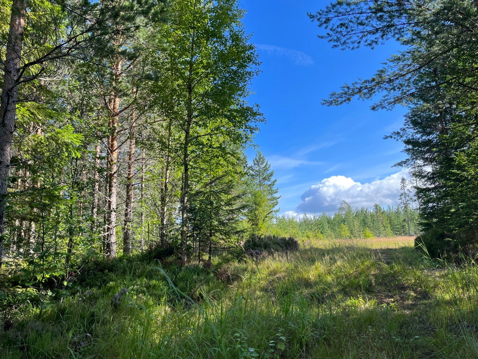 Längs med vandringsleden 