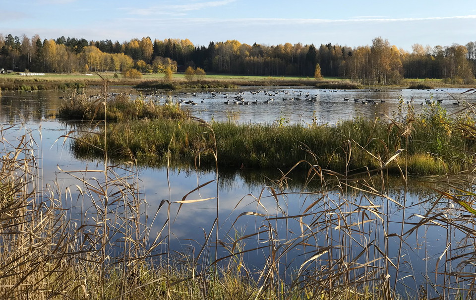 Ålsjön naturreservat