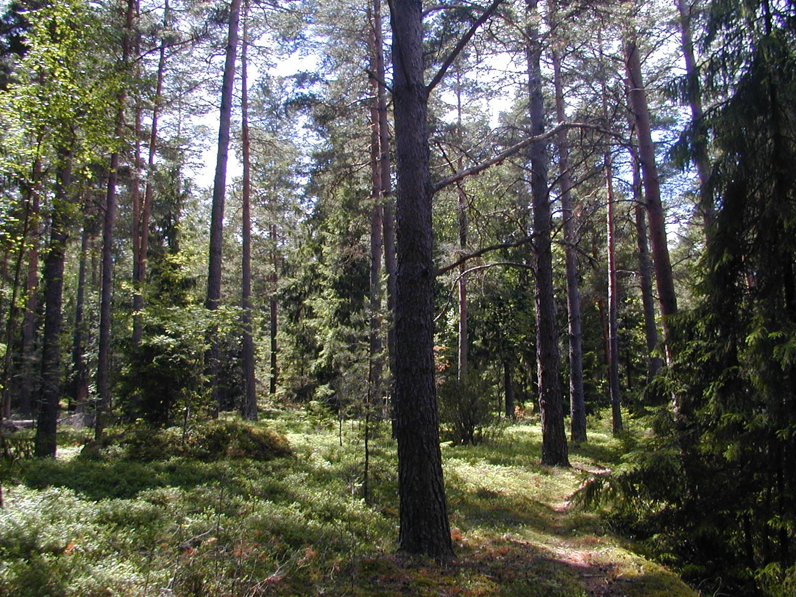 En smal stig går genom skogen. Det finns löv- och barrträd i olika storlekar.
