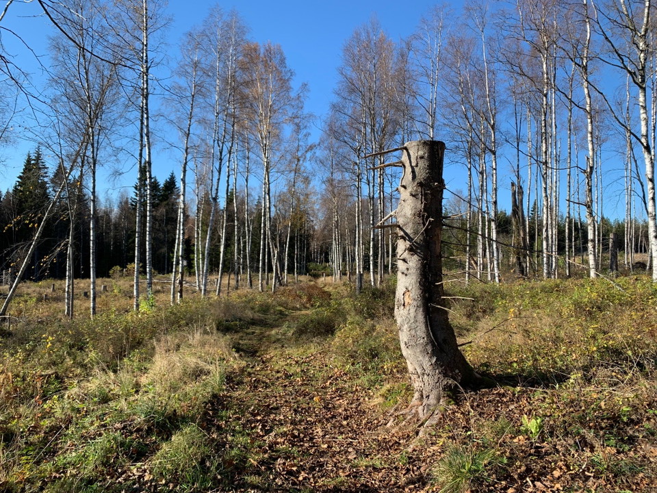 Vy över Löfmarken