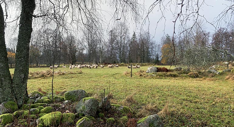 Betesmark i Stora Kortorp.