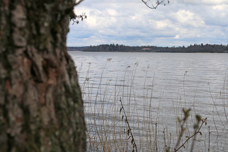 Mälaren med en trädstam i förgrunden.