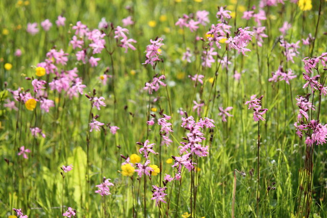 Styra kalkärr (limestone marsh) nature reserve