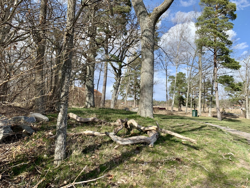 Vårgrönt gräs och kala träd.