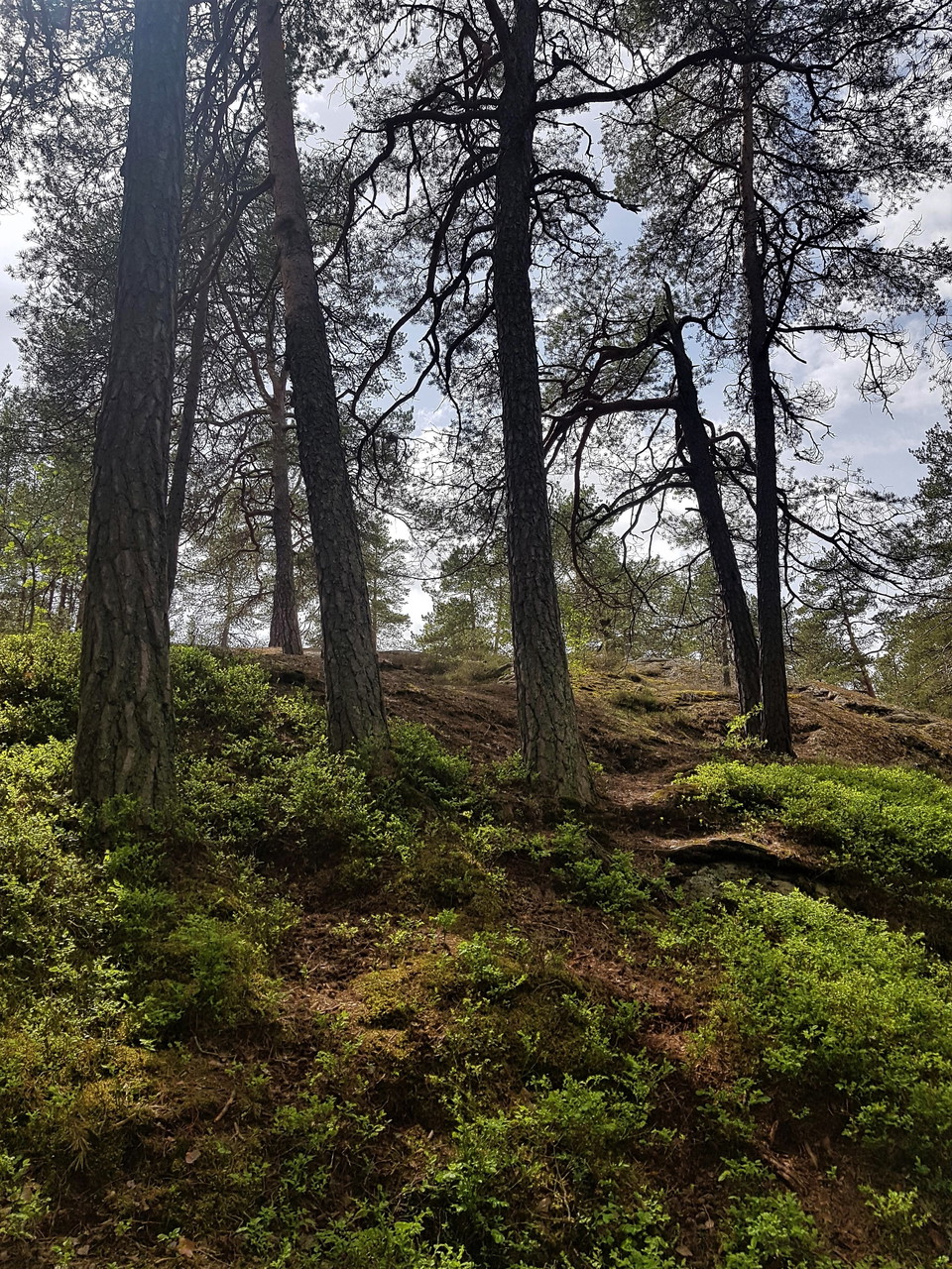 Hällmarkstallskogsmiljö i Sandaskogen.