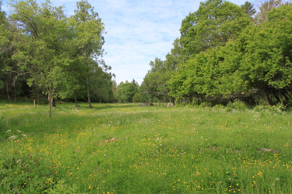 En sommaräng fylld av olika blommor och skog i bakgrunden