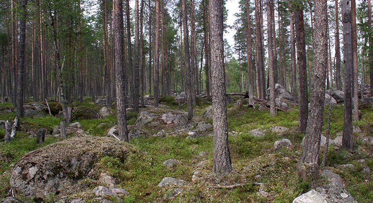 Blockmark i Bergnäsuddens naturreservat.