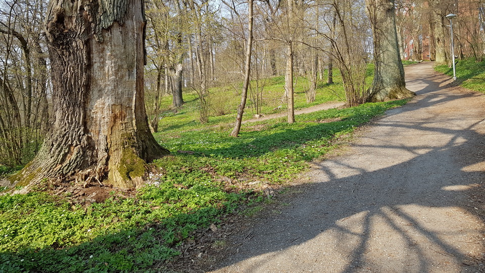 Gångstig i Larsbergs ekbacke. Foto Lidingö stad