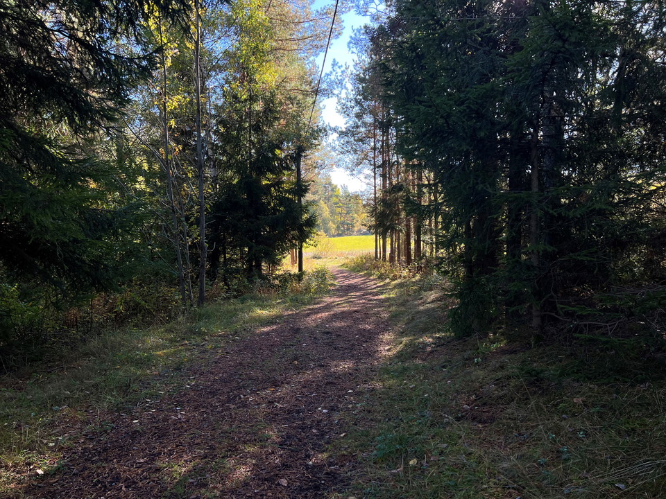 Motionsspår i skogen