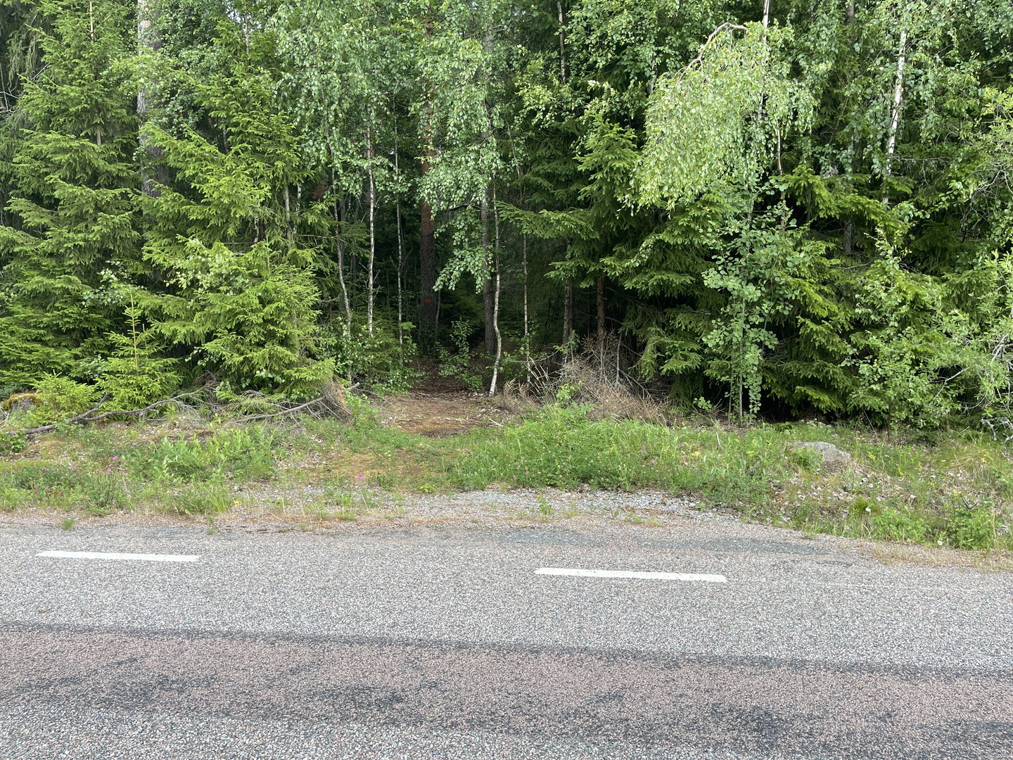 På andra sidan landsvägen börjar en stig in i skogen.