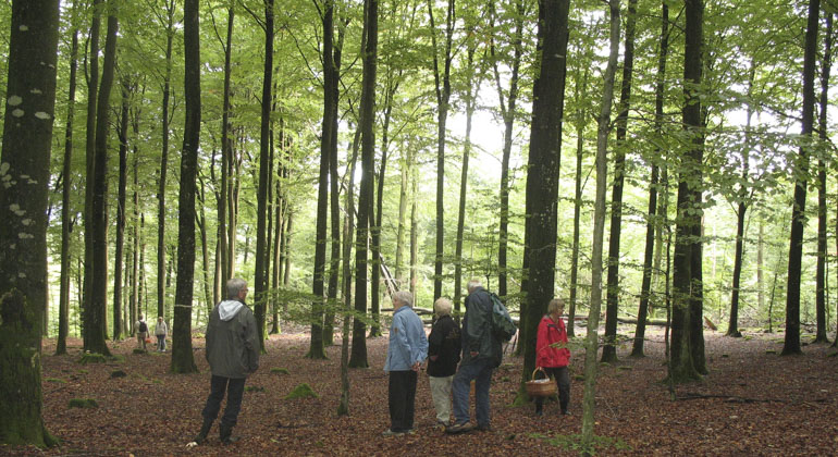 Människor i en skog