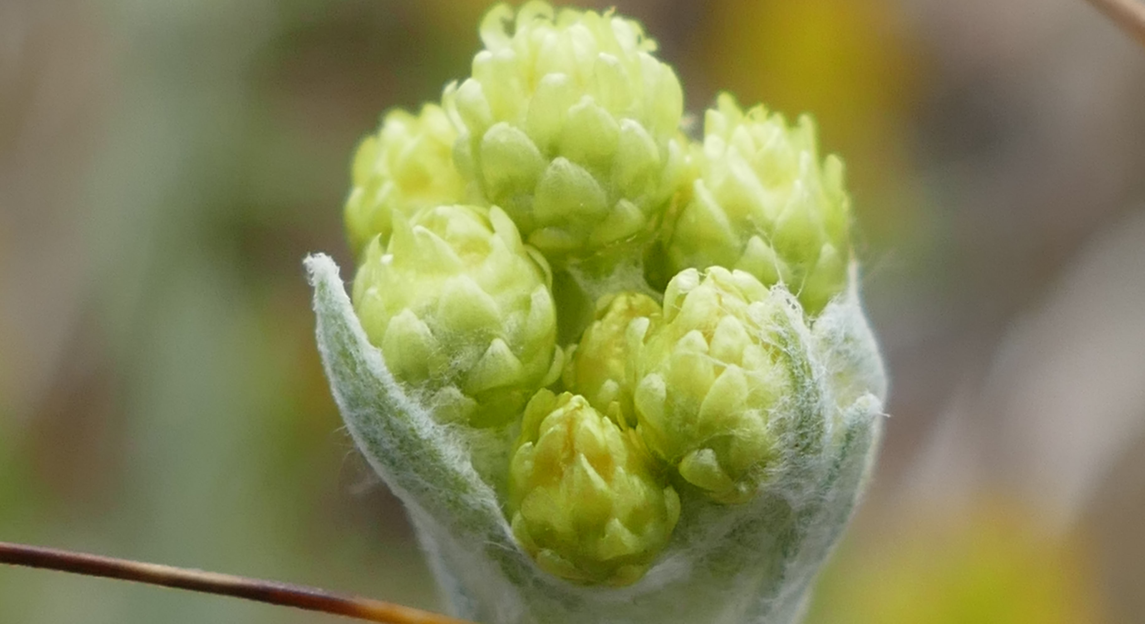 En blomma med knoppar som håller på att slå ut.