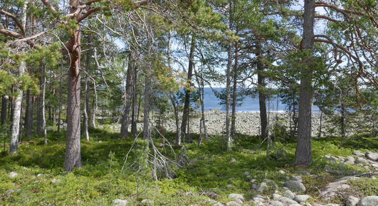 Havet skymtar mellan gammelskogen på Hölick.