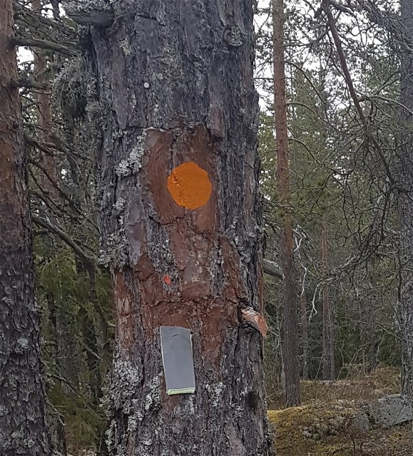 Orange ledmarkering målad på träd