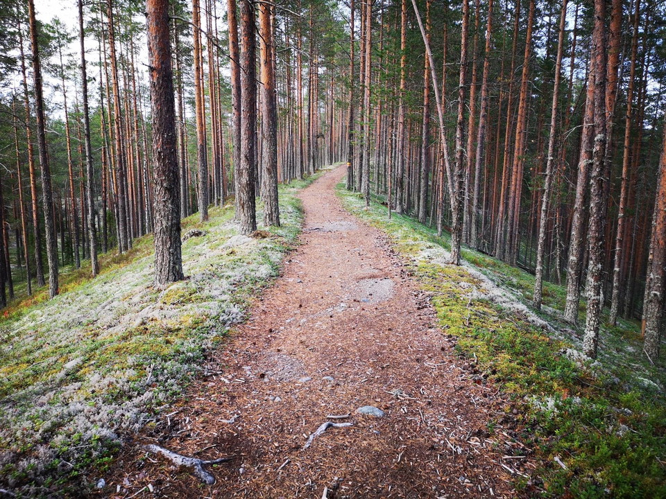 Gröntjärnsleden uppe på en ås