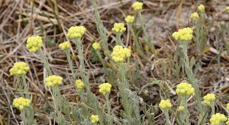Hedblomster.