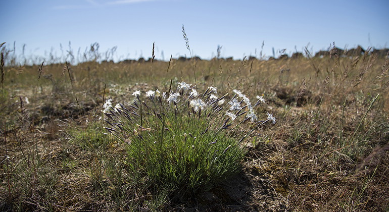 Sandnejlika.